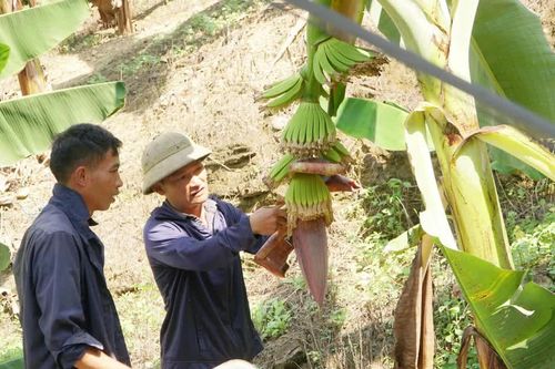 Hiệu quả mô hình trồng chuối không sử dụng thuốc bảo vệ thực vật ở Pha Long