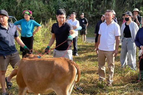 Tú Lệ trao 128 bò giống cho hộ nghèo, hộ cận nghèo