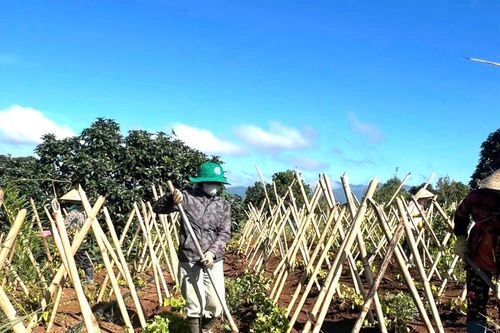 Xác định những vùng lợi thế phát triển dược liệu