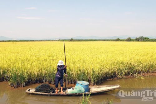 Hướng đến nông nghiệp bền vững