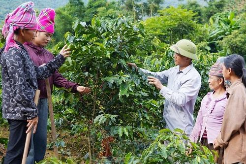 Phát triển sản xuất gắn với bảo vệ rừng ở Long Hẹ