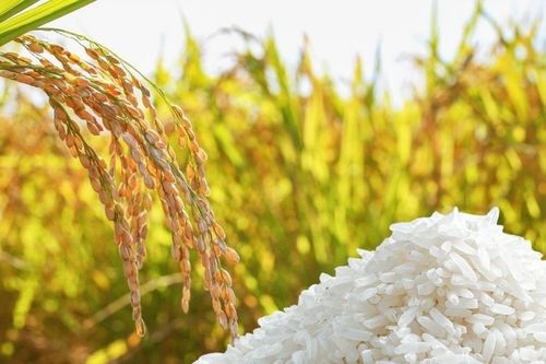 Ngày 20/10: Giá lúa gạo tại Đồng bằng sông Cửu Long bình ổn