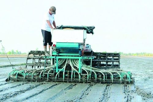 Định vị thương hiệu “Gạo Việt xanh, phát thải thấp”