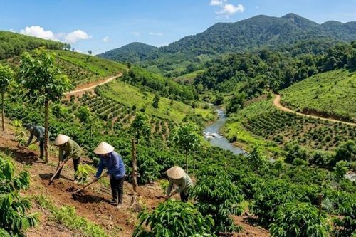 Bản đồ ranh giới rừng: Thêm công cụ gỡ khó cho doanh nghiệp xuất khẩu