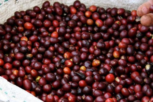 Giá cà phê bùng nổ sắc xanh, đà tăng kéo giá nội địa lập đỉnh mới