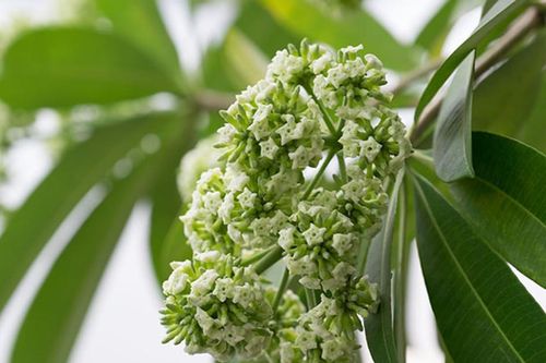 Không có hoa sữa trong danh mục 33 loại cây xanh được phép trồng ở Hà Nội