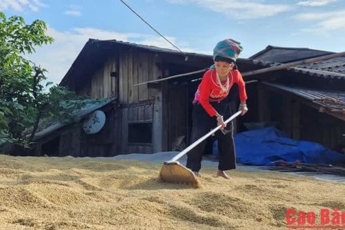 Xã Bảo Lâm tổng sản lượng cây lương thực có hạt đạt 722,6 tấn