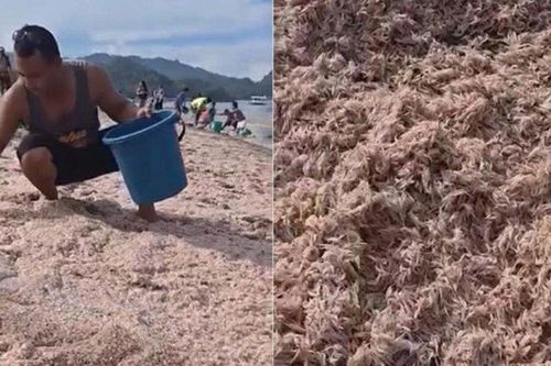 Bãi biển bất ngờ chuyển hồng rực, hàng trăm người kéo đến xem, vui mừng như bắt được vàng
