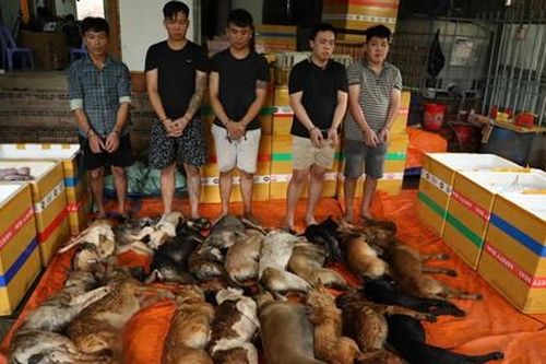 Từ những vụ mất thú cưng đến các đường dây trộm cắp liên tỉnh:  Công an TPHCM quyết liệt đấu tranh, bảo vệ tài sản của Nhân dân
