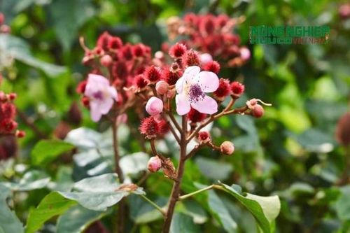 Mùa hoa cà ri tím biếc, khoe sắc trên vùng đất biên giới