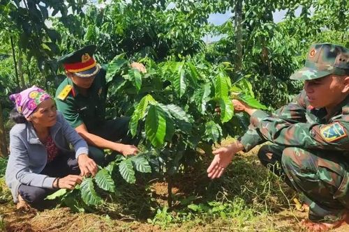 Đắk Lắk phát triển vùng cà phê hữu cơ theo tiêu chuẩn Mỹ và châu Âu hướng đến xuất khẩu