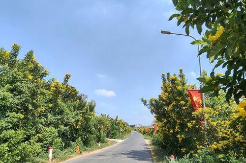 Đẹp ngỡ ngàng đường hoa chuông nở vàng rực rỡ ở Đoài Phương