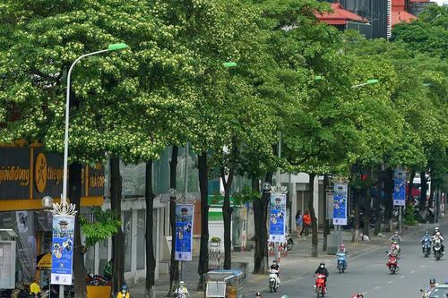 Hà Nội cấm trồng cây trứng cá, dâu da,... tại khu công cộng
