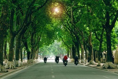 18 loài cây xanh Hà Nội cấm trồng nơi công cộng