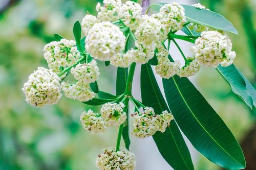 Hoa sữa có thực sự ảnh hưởng đến sức khỏe?