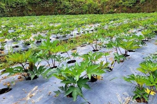 Đưa dược liệu lên sàn thương mại điện tử, thêm cơ hội cho bà con dân tộc thiểu số