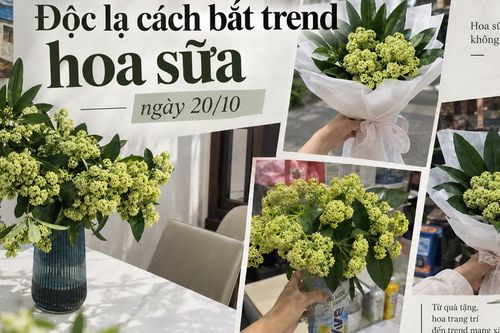 Độc lạ cách 'bắt trend' hoa sữa 20/10: Người xin hoa về cắm, người bó mang tặng