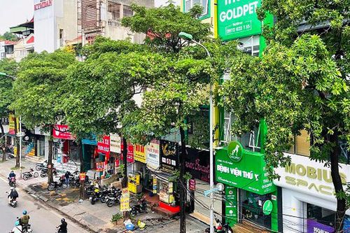 Tại sao Hà Nội trồng nhiều cây hoa sữa?