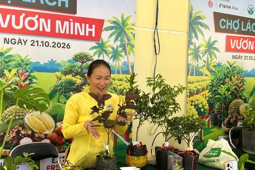 Vĩnh Long khai mạc sự kiện livestream 'Cộng đồng Chợ Lách vươn mình'