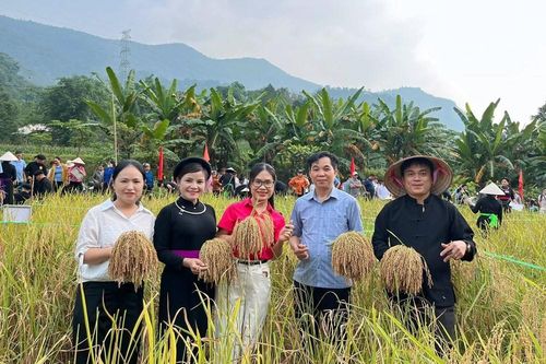 Về Bắc Mê khám phá nét đẹp lao động qua hội thi cắt lúa nếp, giã bánh giầy