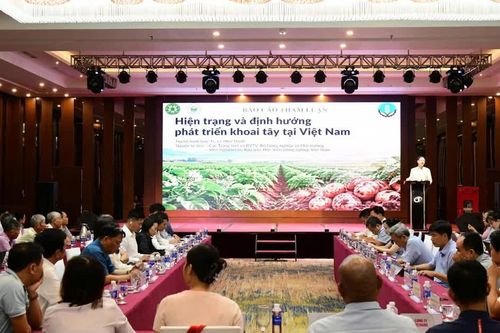 Mở rộng liên kết giúp phát triển bền vững cây khoai tây