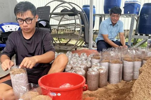 Đặc sản nấm mối Bình Chánh