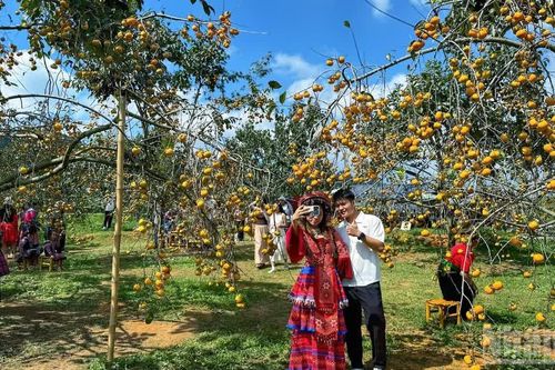 Dạo bước vườn hồng, trải nghiệm mùa thu Mộc Châu
