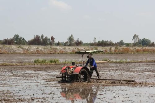 Đồng Tháp Mười: Lũ rút, nông dân tranh thủ xuống giống vụ đông xuân