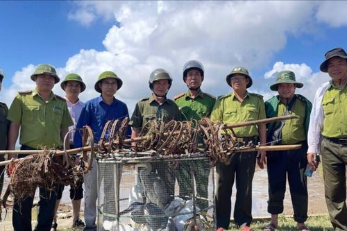 Gỡ bẫy săn bắt, trả bình yên cho chim trời