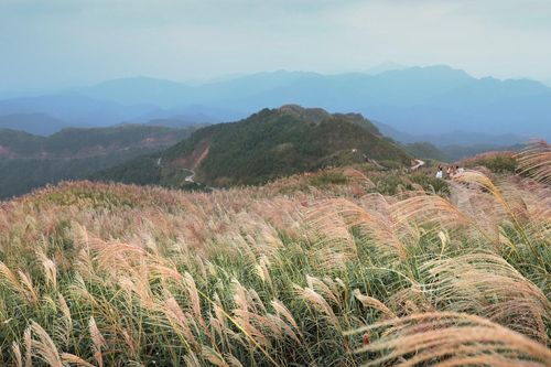 'Thiên đường cỏ lau' cách Hà Nội 300km bắt đầu khoe sắc, khách đi 3 lần vẫn mê