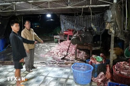 Triệt phá đường dây tiêu thụ khoảng 400 tấn lợn bệnh, chết