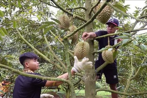 Giữ vị thế vùng nông sản tỷ USD - Bài cuối: Minh bạch nguồn gốc, củng cố chuỗi liên kết