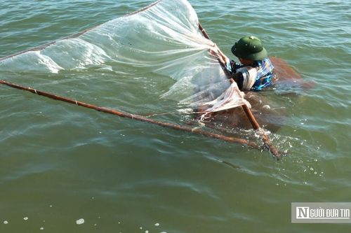 Theo chân ngư dân Cửa Lò ngâm mình vớt 'lộc biển', kiếm tiền triệu mỗi sớm mai