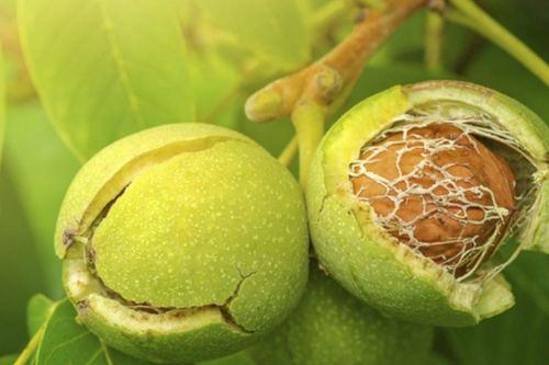 Không ăn cá hồi vẫn bổ sung Omega-3 với những thực phẩm quen thuộc này