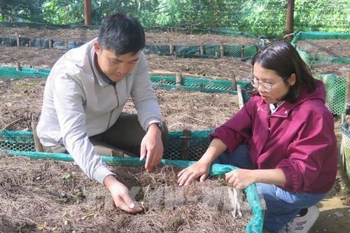 Lào Cai phát triển sinh kế dưới tán rừng, nâng cao thu nhập người dân
