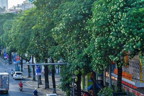Hoa sữa Hà Nội: Giữ nét riêng, hài hòa cảnh quan, đảm bảo chất lượng sống