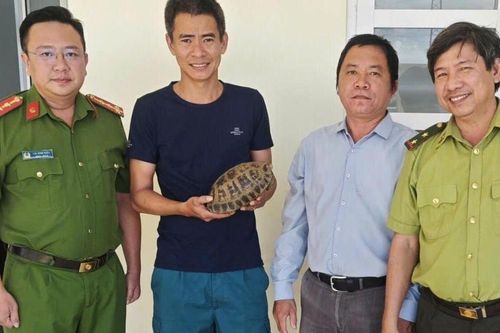 Người dân tự nguyện giao nộp cá thể rùa núi vàng quý hiếm