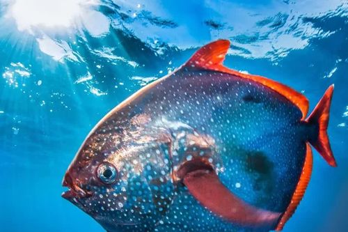Cá mặt trăng Opah và khả năng giữ ấm hiếm có trong đại dương
