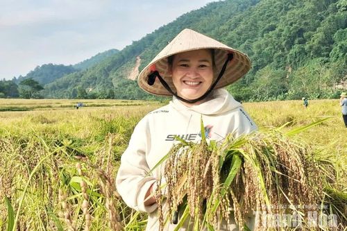 Người dân Tam Lư xuống đồng thu hoạch lúa nếp Cay Nọi