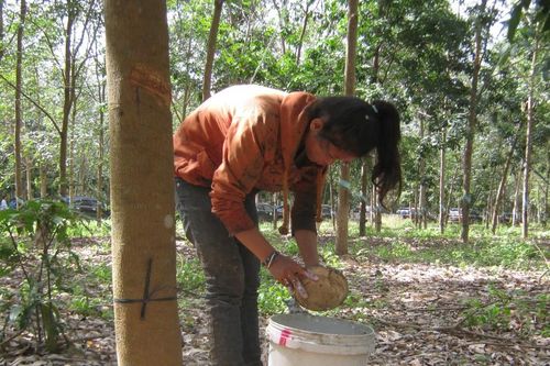 Công bố bản đồ ranh giới rừng phục vụ thực hiện EUDR