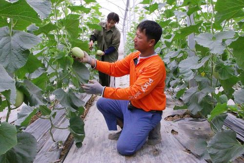 Bắc Ninh: Nông dân giỏi tiên phong chuyển đổi số