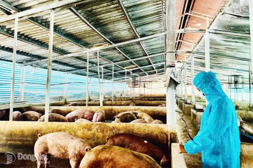 Ngành chăn nuôi thiệt hại nặng
