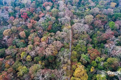 Dự kiến điều chỉnh hơn 272 km² Vườn quốc gia Cát Tiên thuộc tỉnh Lâm Đồng về thành phố Đồng Nai quản lý