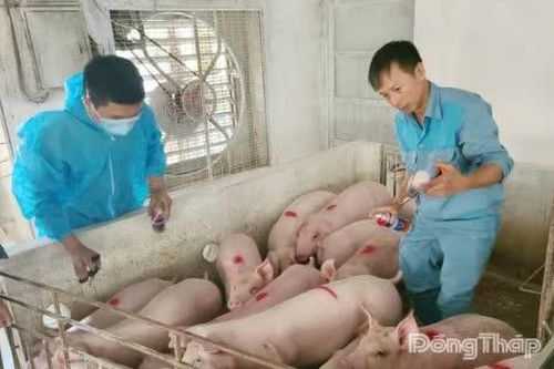 Đồng Tháp: Tăng cường phòng, chống bệnh dịch tả heo châu Phi