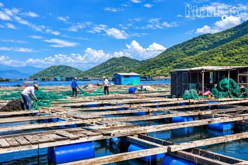 Đại Lãnh tăng cường phòng bệnh cho cá nuôi lồng
