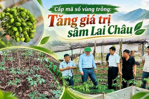 Cấp mã số vùng trồng: Tăng giá trị sâm Lai Châu