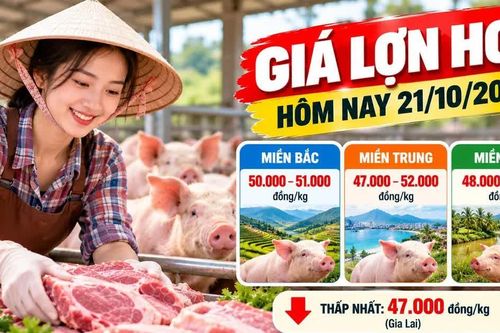 Giá lợn hơi hôm nay 21/10/2026: Thấp nhất 47.000 đồng/kg