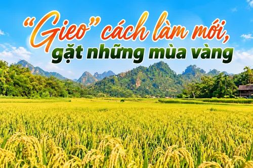 "Gieo" cách làm mới, gặt những mùa vàng