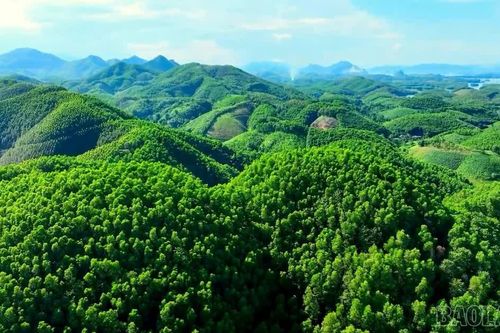 Phát triển kinh tế lâm nghiệp vùng hồ Thác Bà