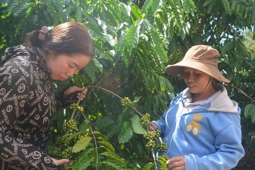 Phát triển chuỗi cung ứng nông, lâm, thủy sản an toàn